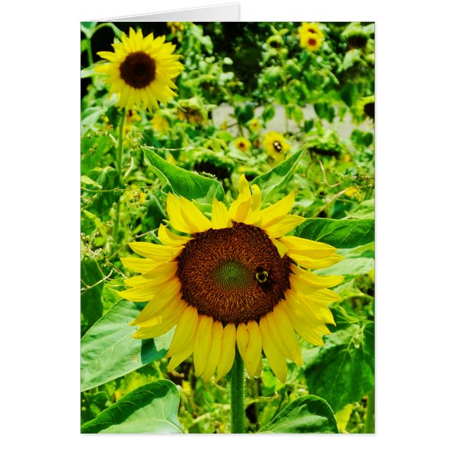 黄色のひまわり (正面)