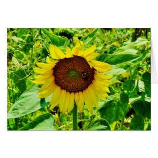 黄色のひまわり