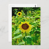 黄色のひまわり ポストカード (正面/裏面)