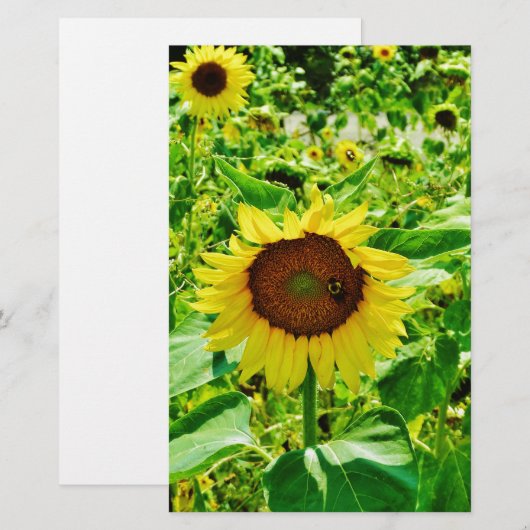 黄色のひまわり 便箋 (正面/裏面)