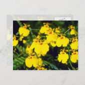 黄色のオウセンシダの花 ポストカード (正面/裏面)