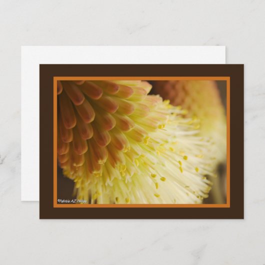 黄色のオレンジ色のトーチリリー花クローズアップ写真 ポストカード (正面/裏面)