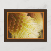 黄色のオレンジ色のトーチリリー花クローズアップ写真 ポストカード (正面)