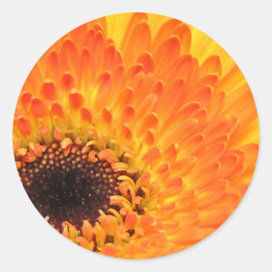 黄色のガーベラシール ラウンドシール (正面)