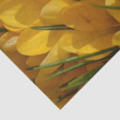 黄色のクロッカスフラバス – 黄金色の花 薄葉紙 (詳細)