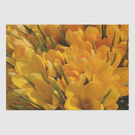 黄色のクロッカスフラバス – 黄金色の花 薄葉紙 (正面)