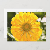 黄色のコスモイエローデイジー、黄色の花はがき ポストカード (正面/裏面)