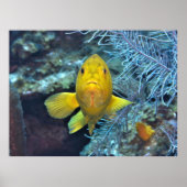 黄色のコニー ポスター (正面)