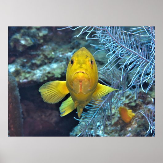 黄色のコニー ポスター (正面)