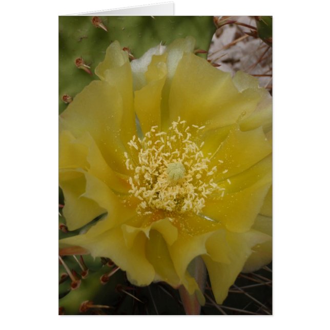 黄色のサボテンの花 (正面)