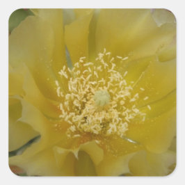 黄色のサボテンの花 スクエアシール