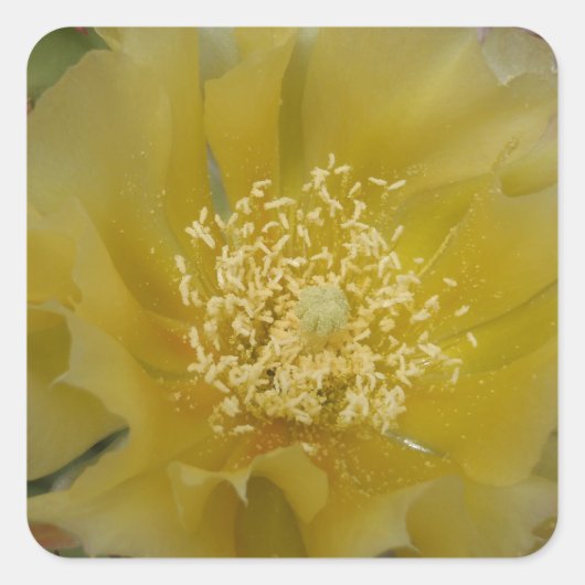 黄色のサボテンの花 スクエアシール (正面)
