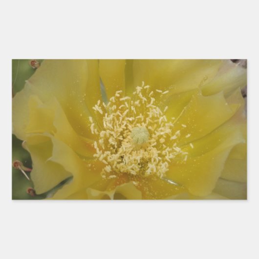 黄色のサボテンの花 長方形シール (正面)