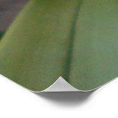 黄色のシムビジウムラン ポスター (角)