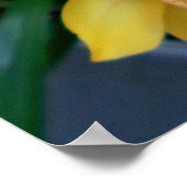 黄色のシムビジウムラン ポスター (角)