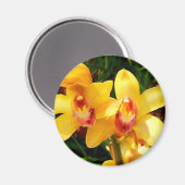 黄色のシンビジウムオーキッド磁石 マグネット (正面/裏面)