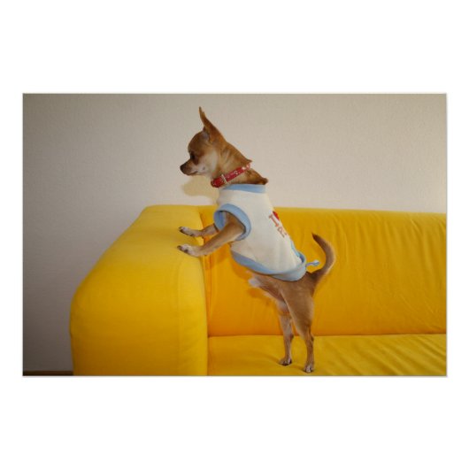 黄色のソファに座るチワワの子犬 ポスター (正面)