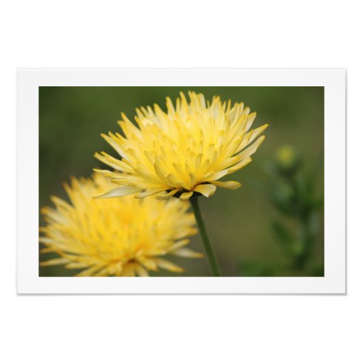 黄色のタム フォトプリント            (正面)