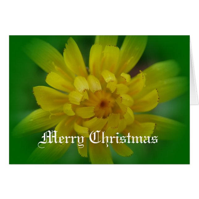 黄色のタンポポ花クリスマスカード。 (正面横)