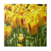 黄色のチューリップと赤いストライプフローラ タイル (正面)