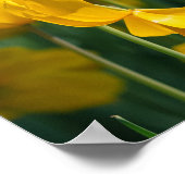 黄色のチューリップ植物 ポスター (角)
