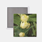 黄色のチューリップ磁石 マグネット (正面/裏面)