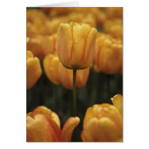 黄色のチューリップ空白のカード