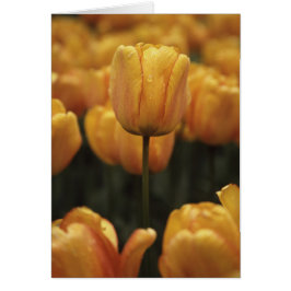 黄色のチューリップ空白のカード