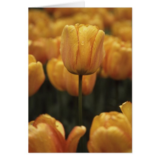 黄色のチューリップ空白のカード (正面)