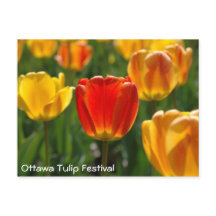 黄色のチューリップ、オレンジ色のチューリップ