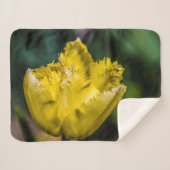 黄色のチューリップ シェルパブランケット (正面(横))