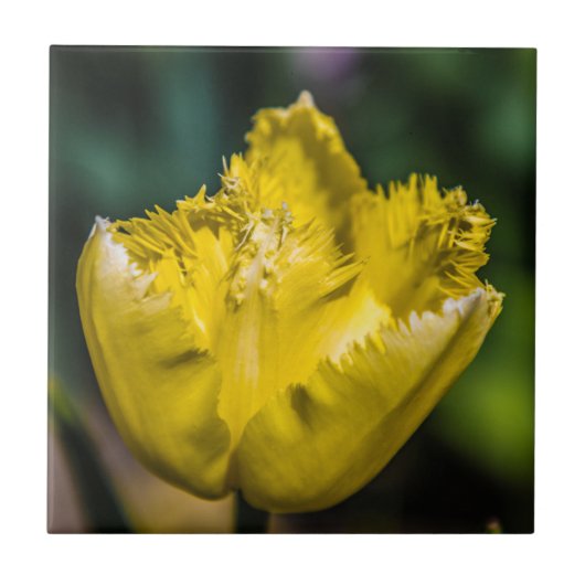黄色のチューリップ タイル (正面)