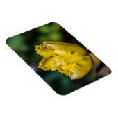 黄色のチューリップ マグネット (右側)