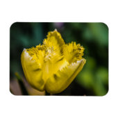 黄色のチューリップ マグネット (横)
