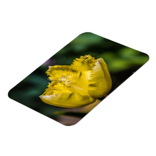 黄色のチューリップ マグネット (左側)