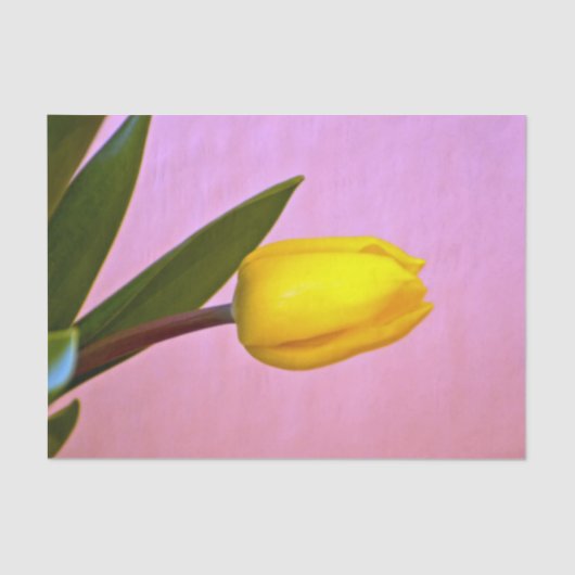 黄色のチューリップ、緑離れの、ピンク 薄葉紙 (正面)