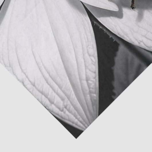 黄色のテンポウムシのカブトムシ白黒花 薄葉紙 (詳細)