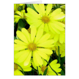 黄色のデイジー