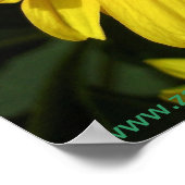 黄色のデイジー ポスター (角)