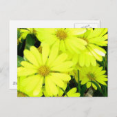 黄色のデイジー ポストカード (正面/裏面)