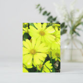 黄色のデイジー ポストカード (スタンド正面)