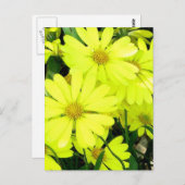 黄色のデイジー ポストカード (正面/裏面)
