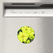 黄色のデイジー マグネット (インサイチュ (食洗機))