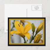 黄色のデイリリー ポストカード (正面/裏面)