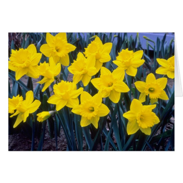 黄色のトランペットNarcissi, 'King Alfred'花 (正面横)