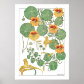 黄色のナスタスティウム |アンティークリトグラフ1896 ポスター (正面)