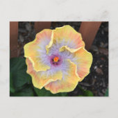 黄色のハイビスカスの花　写真の植物学 ポストカード (正面)