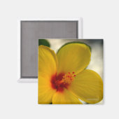 黄色のハイビスカス マグネット (正面/裏面)