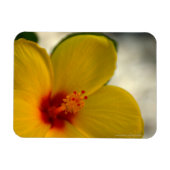 黄色のハイビスカス マグネット (横)