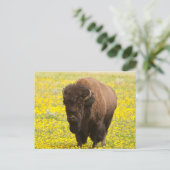 黄色のバイソン ポストカード (スタンド正面)